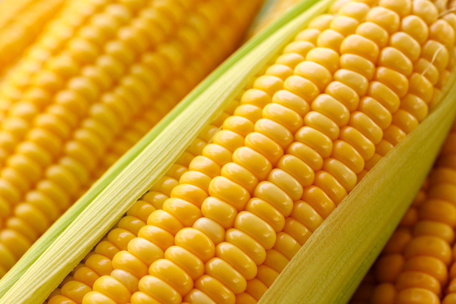 What’s Science Saying About Corn?