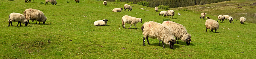 NCO_Org-Care-PG_Section-Top-Images-sheep_855x200