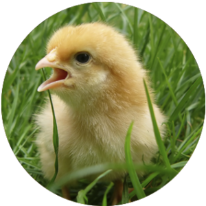 baby_chick_in_grass